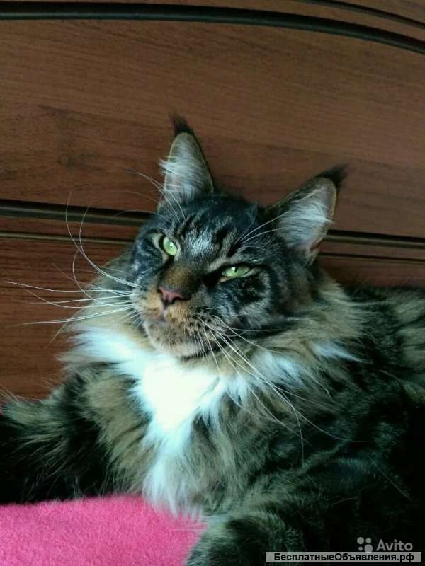 Коты Породы Мейн Кун Фото